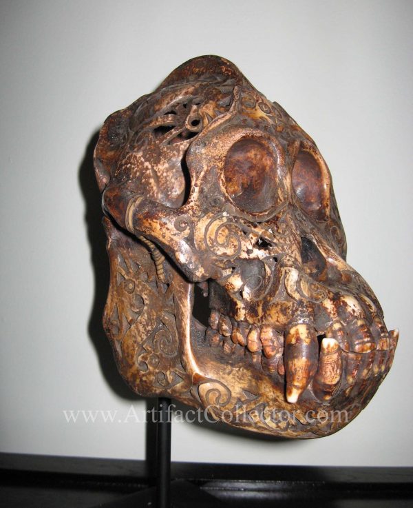 DQ20a Dayak Incised Ape Skull - Image 4