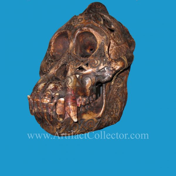 DQ20a Dayak Incised Ape Skull