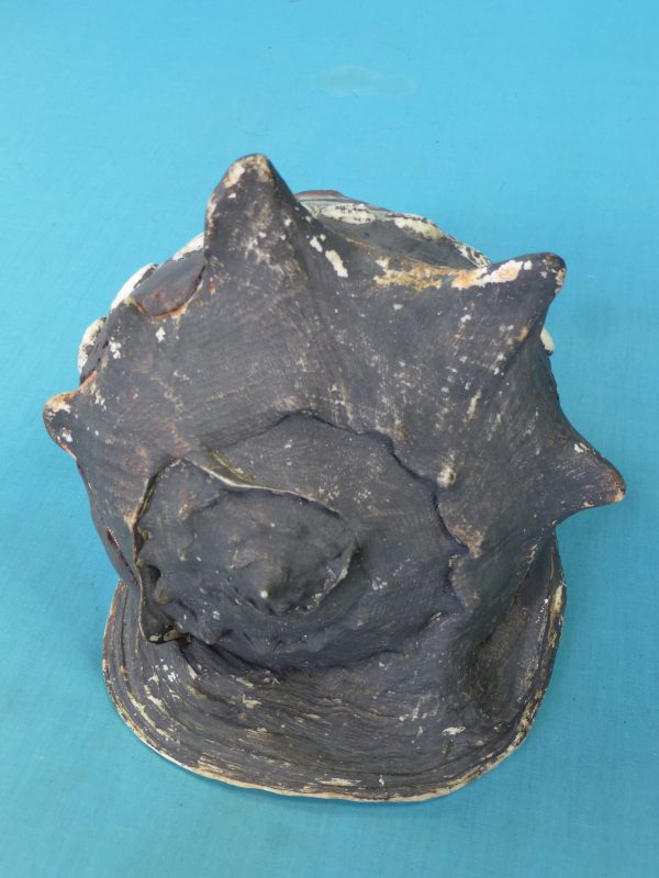 DC27 Ancestor Overmodelled Bailer Shell Face New Guinea - Image 3