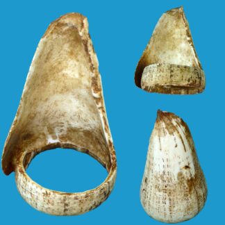 DG27_1 Extremely Rare Torres Straits Conus Shell Armband 19th Century