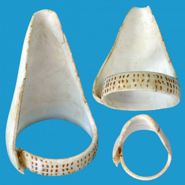 DG27_2 Rare Conus Shell Armband Torres Straits