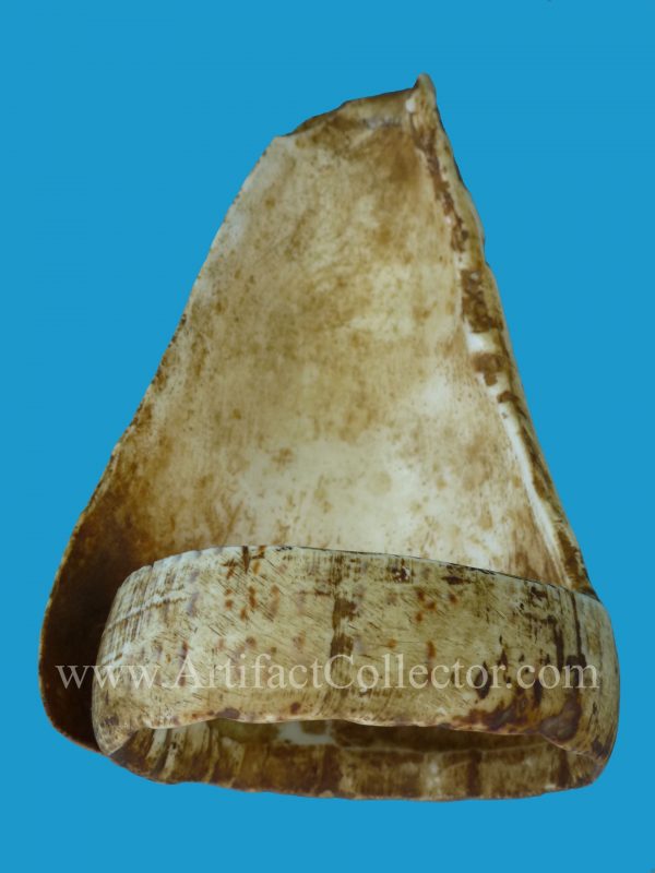 DG27_1 Extremely Rare Torres Straits Conus Shell Armband 19th Century - Image 4