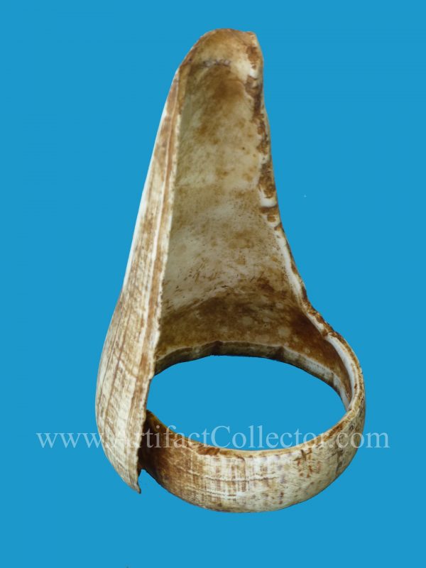 DG27_1 Extremely Rare Torres Straits Conus Shell Armband 19th Century - Image 2