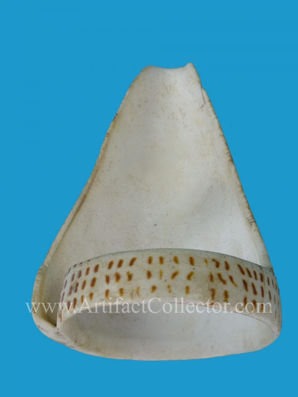 DG27_2 Rare Conus Shell Armband Torres Straits - Image 5