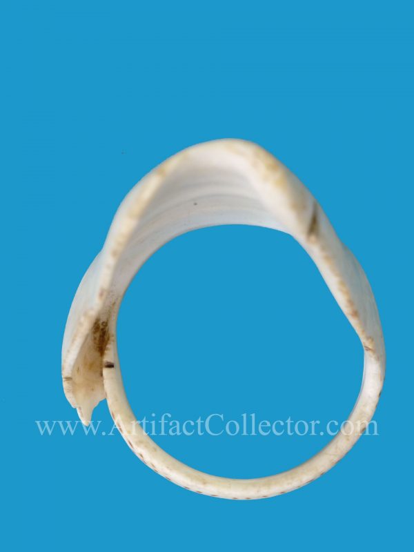 DG27_2 Rare Conus Shell Armband Torres Straits - Image 3