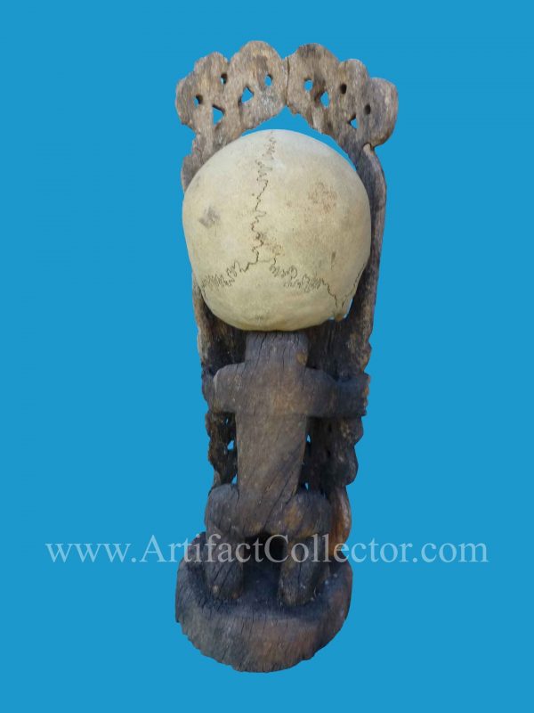 DU12 Rare Korwar Museum Quality Ancestor Skull 19th - Image 8