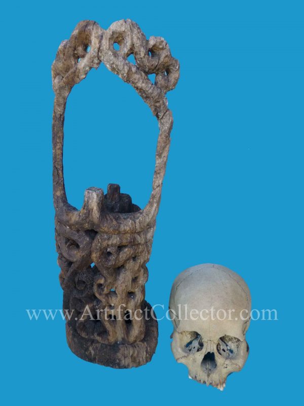 DU12 Rare Korwar Museum Quality Ancestor Skull 19th - Image 5