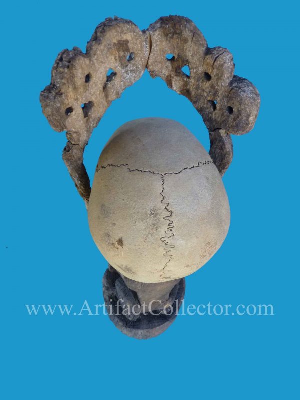 DU12 Rare Korwar Museum Quality Ancestor Skull 19th - Image 3