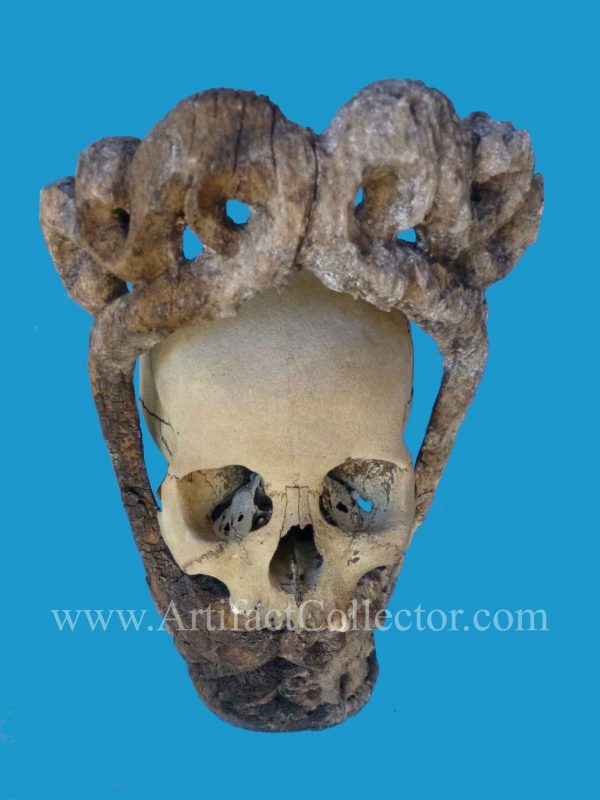 DU12 Rare Korwar Museum Quality Ancestor Skull 19th - Image 2