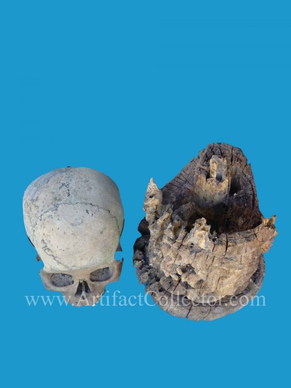 DU13 Rare Korwar 19th c. with Ancestor Skull Northwest New Guinea - Image 4