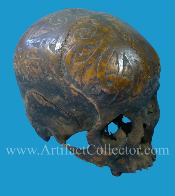 DV05 Dyak Trophy Skull Incised Borneo - Image 3