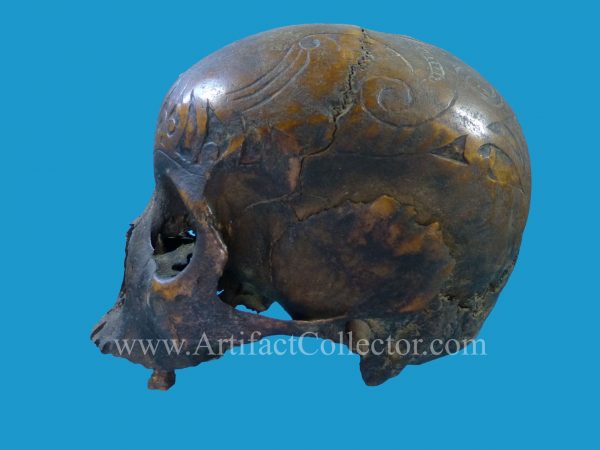 DV05 Dyak Trophy Skull Incised Borneo - Image 4