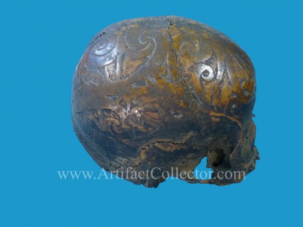 DV05 Dyak Trophy Skull Incised Borneo - Image 5