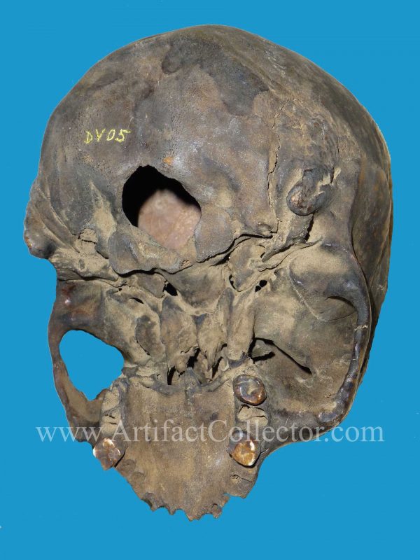 DV05 Dyak Trophy Skull Incised Borneo - Image 8