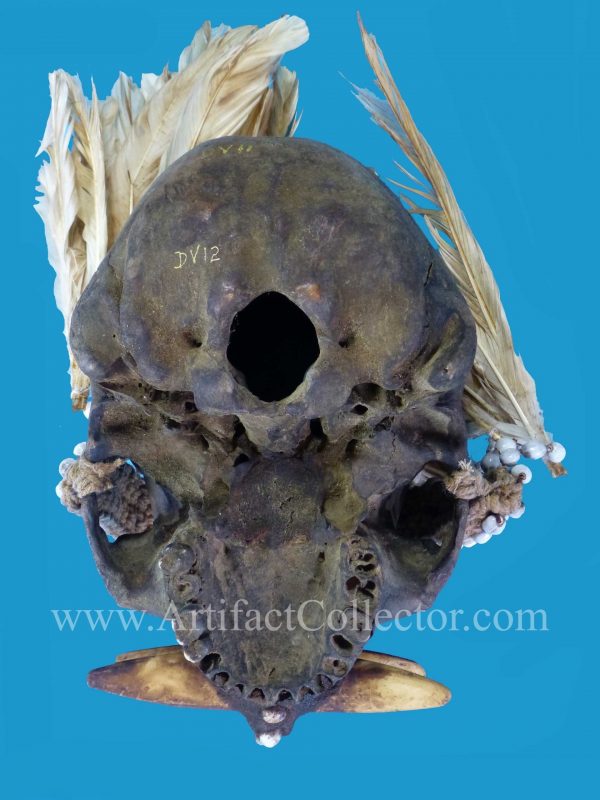 DV12 Asmat Ancestor Skull Papua Irian Jaya - Image 7