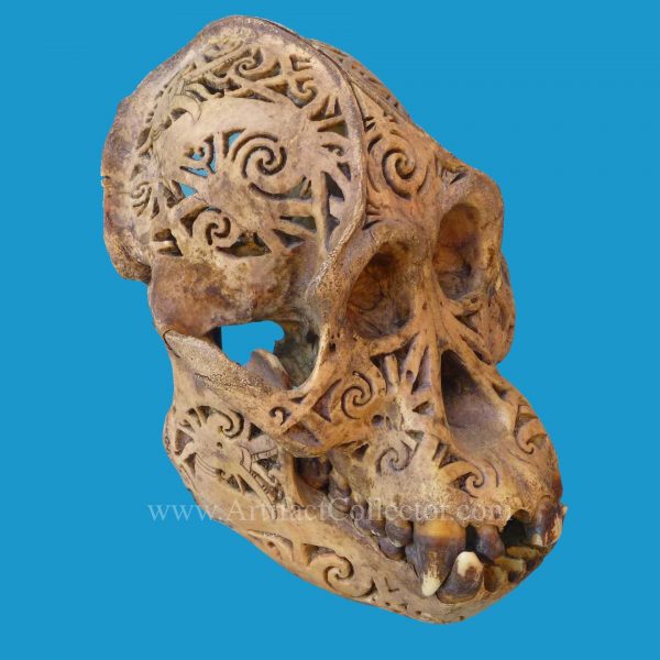 DQ20 Dayak Incised Pierced Ape Skull Borneo