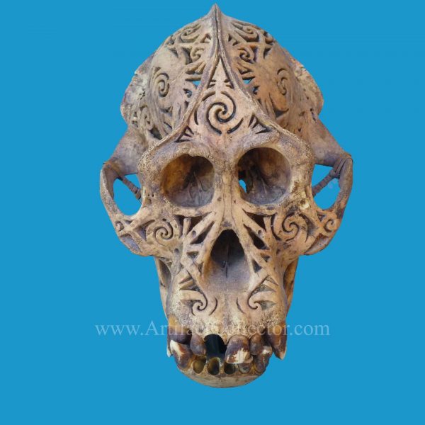 DQ20 Dayak Incised Pierced Ape Skull Borneo - Image 2