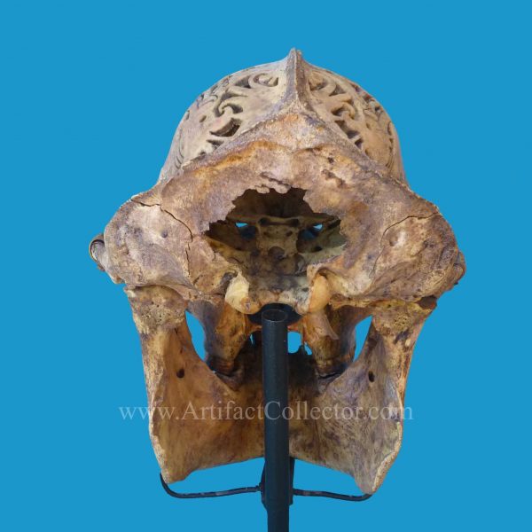 DQ20 Dayak Incised Pierced Ape Skull Borneo - Image 5