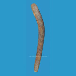 AM10 Superb Large Hunting/Fighting Boomerang Stone Cut and Fluted late 1800's.