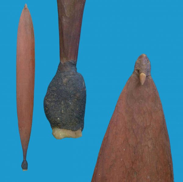 N08 Very Old Woomera Spearthrower ochred with Tula Adze tip.