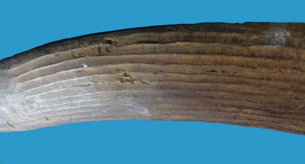 BB11 Boomerang Central Australian Hunting Fluted early 1900's - Image 4