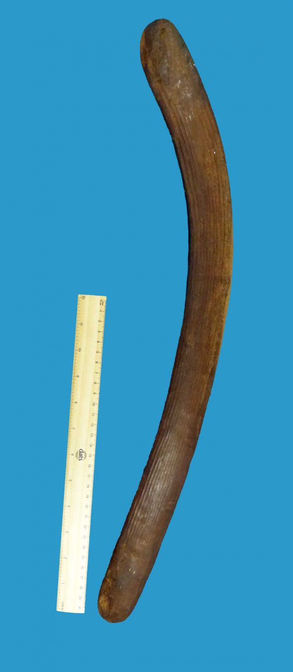 BB11 Boomerang Central Australian Hunting Fluted early 1900's - Image 7