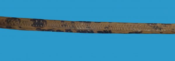 HA11 New Guinea PNG Sepik Bow Carved & with Rare Stingray Barb Arrow. - Image 4