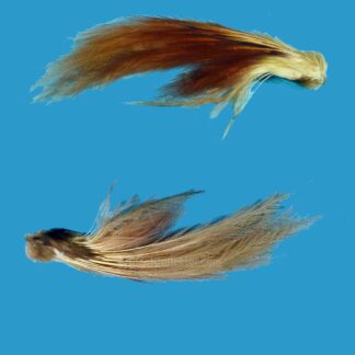 HB22 Bird of Paradise Feathers