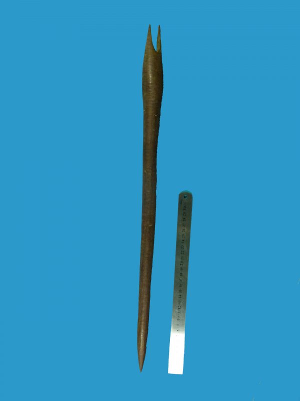 BW22 Rare Aboriginal Throwing Stick or Digging Stick Forked 19c. - Image 3