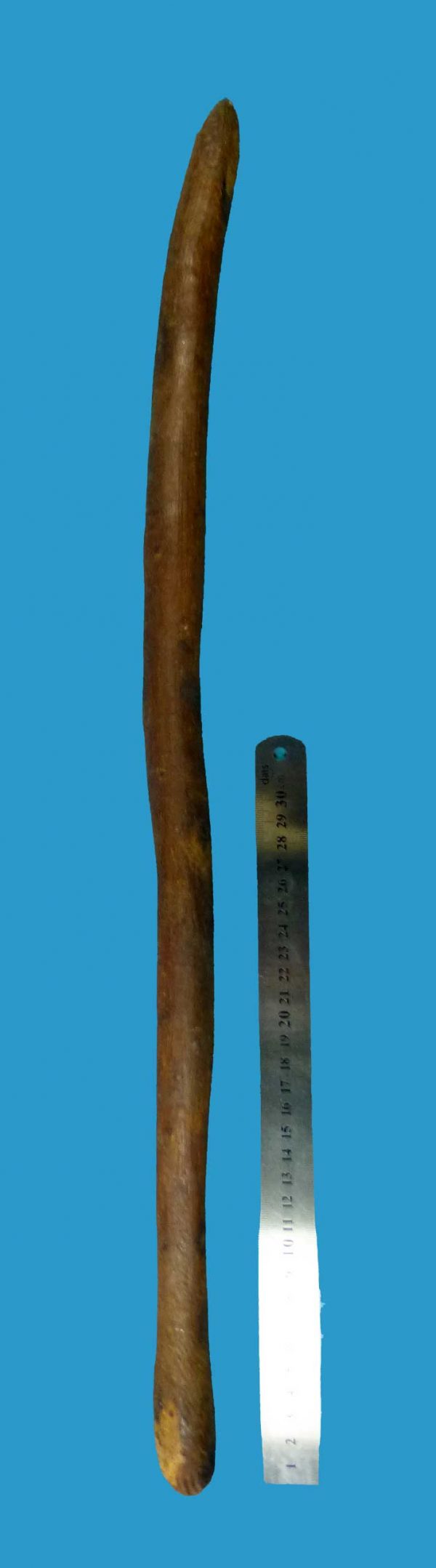 CI11 Aboriginal Nulla Nulla Fighting Throwing Stick or Club - Image 3