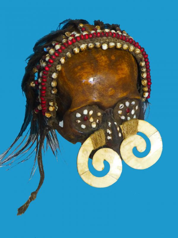 DS10 Asmat Ancestor Skull Irian Jaya Papua New Guinea Shell Septum Nose Piece - Image 3