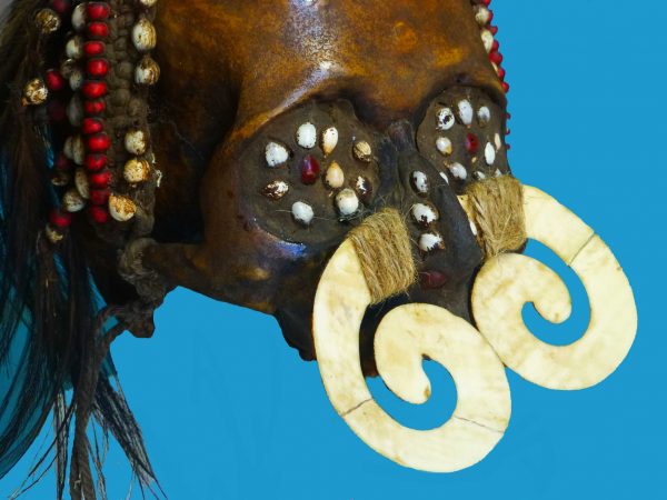 DS10 Asmat Ancestor Skull Irian Jaya Papua New Guinea Shell Septum Nose Piece - Image 4