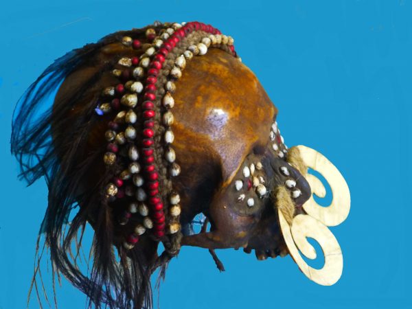 DS10 Asmat Ancestor Skull Irian Jaya Papua New Guinea Shell Septum Nose Piece - Image 6