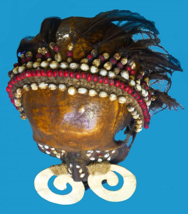 DS10 Asmat Ancestor Skull Irian Jaya Papua New Guinea Shell Septum Nose Piece - Image 7