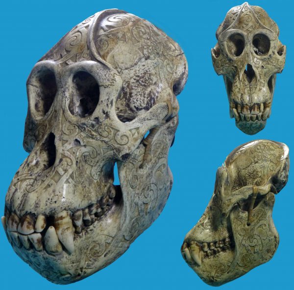 DR12 Dayak Large Incised Ape Skull Borneo