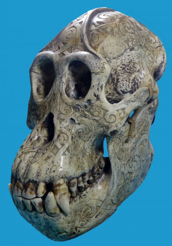 DR12 Dayak Large Incised Ape Skull Borneo - Image 2