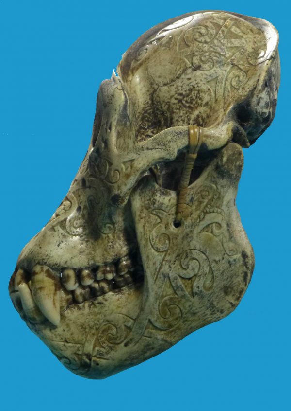 DR12 Dayak Large Incised Ape Skull Borneo - Image 3