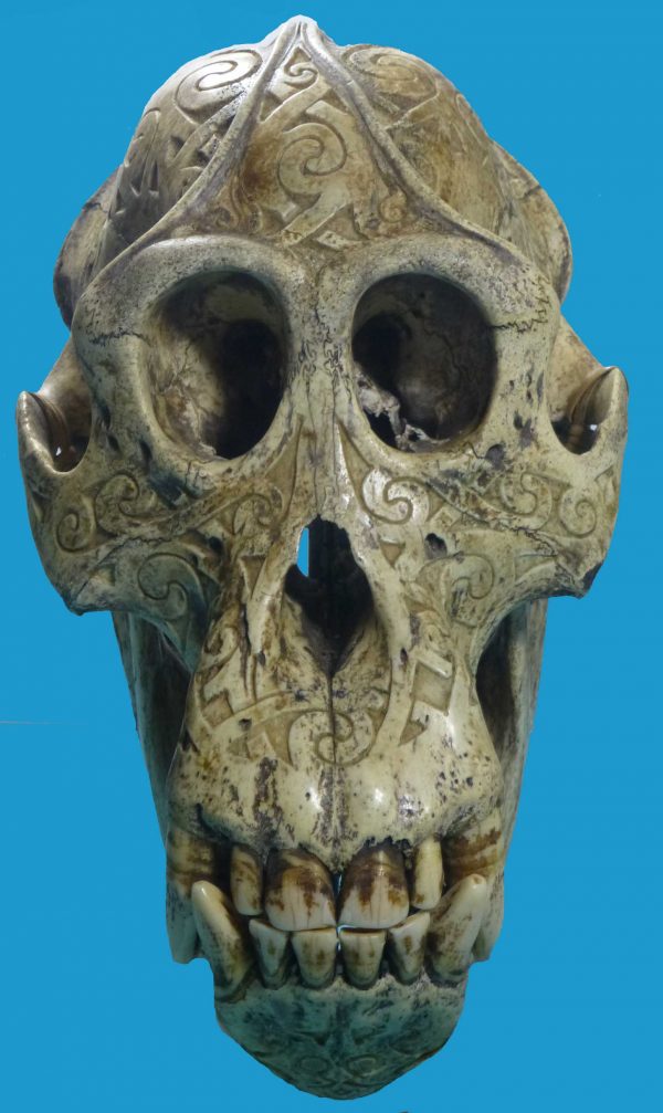 DR12 Dayak Large Incised Ape Skull Borneo - Image 4