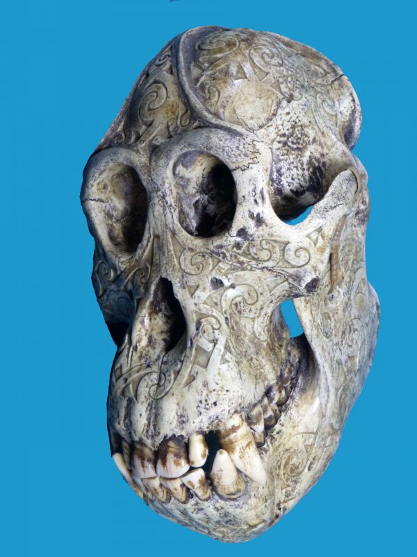 DR12 Dayak Large Incised Ape Skull Borneo - Image 6