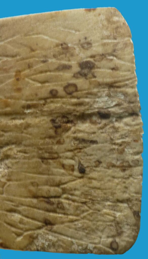 HG19 Axe Bougainville Island Rare Turtle Shell Blade - Image 6
