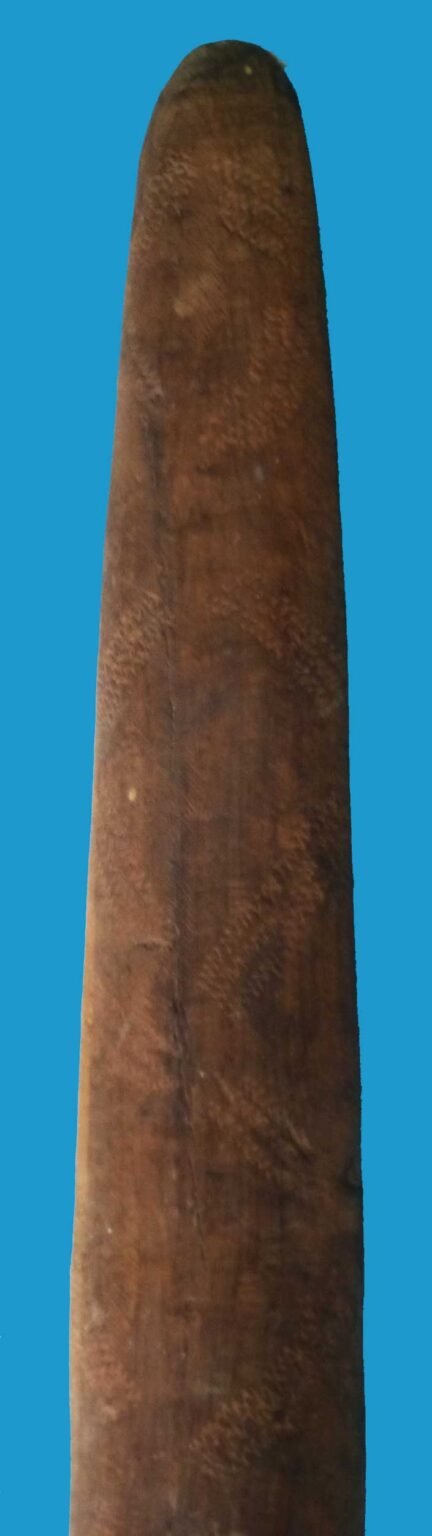 HG12 Shield Aboriginal Parrying Shield North West Australia - Image 8