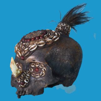 DS03 Marind-Anim Rare Trophy Skull Southern Papua New Guinea